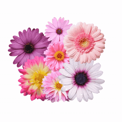 A Bunch Of Flowers With Water Drops On Them On A White Background GIF