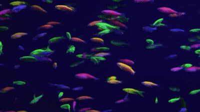 A Bunch Of Glow In The Dark Fish Are Swimming In A Dark Aquarium GIF