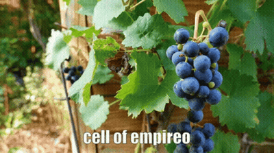 A Bunch Of Grapes Hanging From A Vine With The Words Cell Of Empireo Below Them GIF