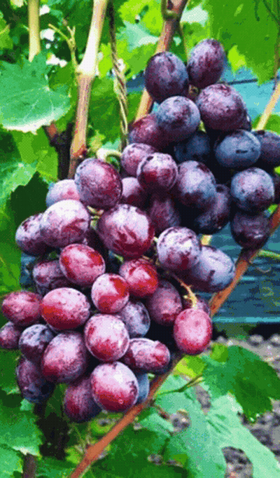 A Bunch Of Grapes On A Vine With Green Leaves GIF