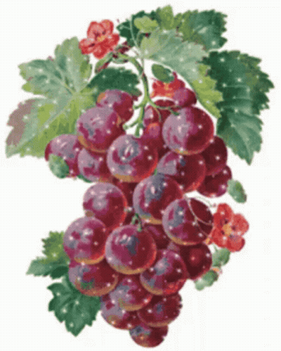 A Bunch Of Grapes With Leaves And Flowers On A White Background GIF