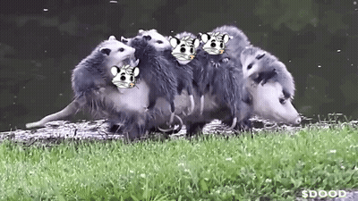 A Bunch Of Opossums Are Standing In The Grass And One Of Them Has A Face On It GIF