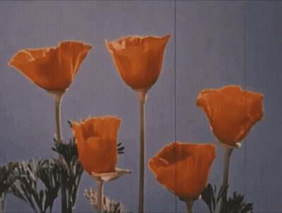 A Bunch Of Orange Flowers Are Against A Blue Sky GIF