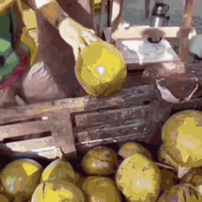 A Bunch Of Pears Are In A Wooden Crate GIF
