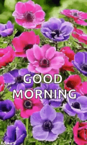 A Bunch Of Pink And Purple Flowers With The Words `` Good Morning '' Written On Them GIF