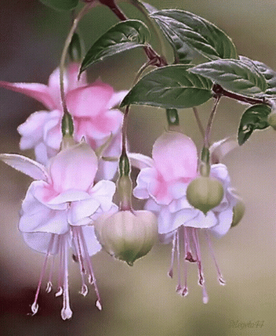 A Bunch Of Pink And White Flowers Are Hanging From A Tree GIF