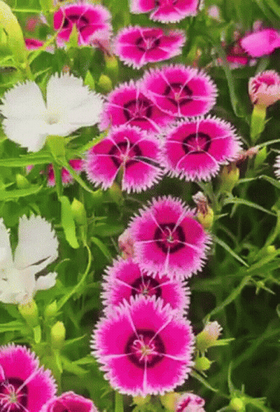 A Bunch Of Pink And White Flowers Are In A Garden GIF