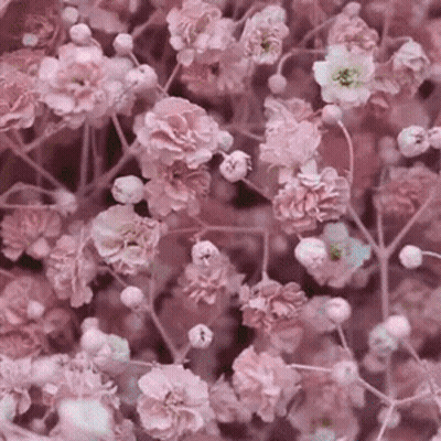 A Bunch Of Pink Flowers Are Growing On A Tree Branch GIF