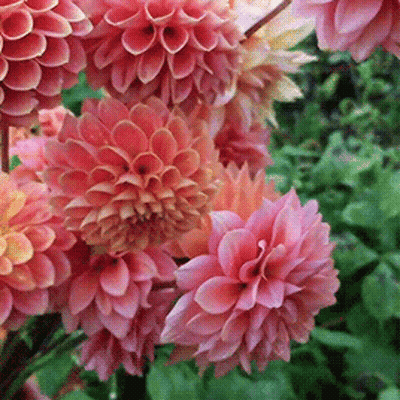 A Bunch Of Pink Flowers Are Surrounded By Green Leaves GIF