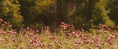 A Bunch Of Pink Flowers In Front Of A House GIF
