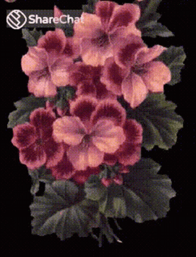 A Bunch Of Pink Flowers On A Black Background With A Sharechat Icon GIF