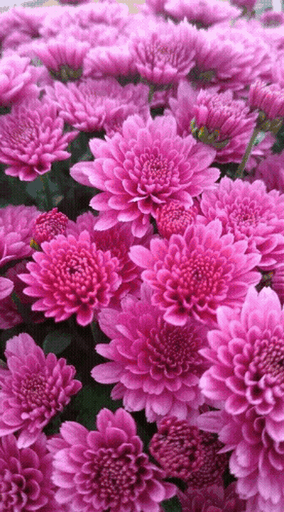 A Bunch Of Pink Flowers With Green Leaves In The Background GIF
