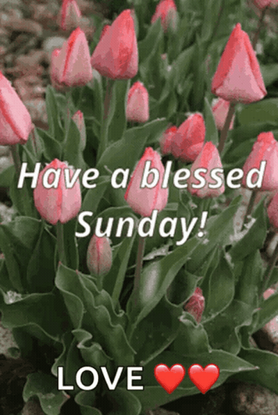 A Bunch Of Pink Flowers With The Words Have A Blessed Sunday Love GIF