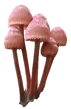 A Bunch Of Pink Mushrooms With Pink Glitter On Them Sticker