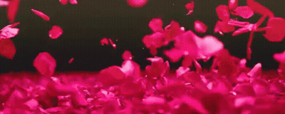 A Bunch Of Pink Petals Falling On A Black Background . GIF