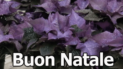 A Bunch Of Purple Flowers With The Words Buon Natale Written In White GIF