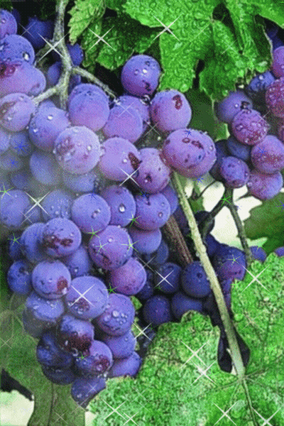 A Bunch Of Purple Grapes On A Vine With Water Drops On Them GIF