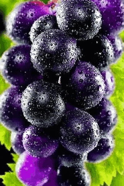 A Bunch Of Purple Grapes With Water Drops On Them Are Sitting On A Vine . GIF