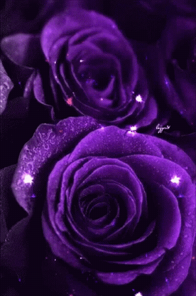 A Bunch Of Purple Roses With Water Drops On Them . GIF
