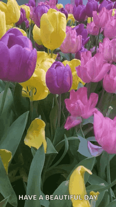 A Bunch Of Purple Yellow And Pink Flowers With The Words Have A Beautiful Day GIF