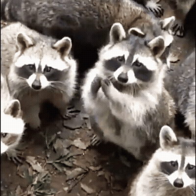 A Bunch Of Raccoons Are Sitting On The Ground Looking At The Camera GIF