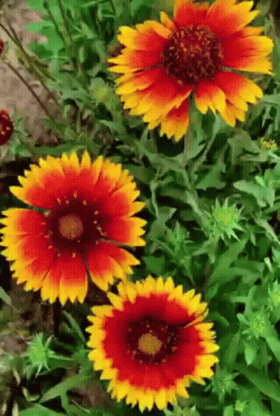 A Bunch Of Red And Yellow Flowers With Green Leaves GIF