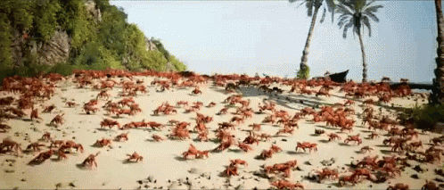A Bunch Of Red Crabs Are Crawling On The Sand On A Beach GIF