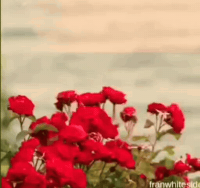 a bunch of red flowers are growing in front of a body of water