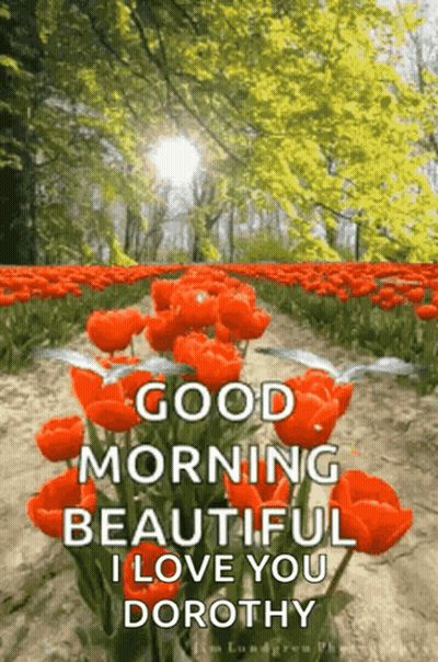 A Bunch Of Red Flowers In A Field With The Words `` Good Morning Beautiful I Love You Dorothy '' Written On It . GIF