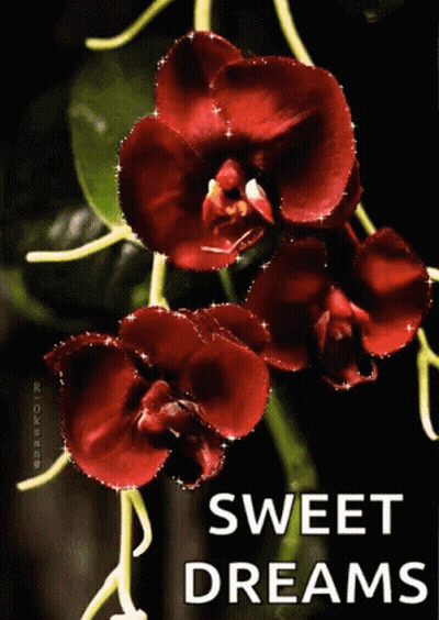 A Bunch Of Red Flowers With The Words `` Sweet Dreams '' Written On Them . GIF