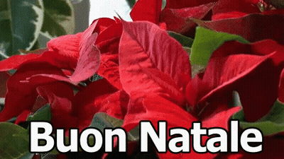 A Bunch Of Red Poinsettia Flowers With The Words Buon Natale In White Letters GIF