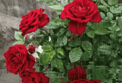 A Bunch Of Red Roses In The Rain With Their Reflection In The Water GIF