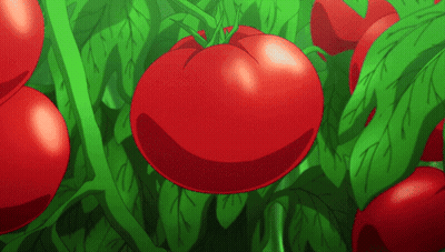 A Bunch Of Red Tomatoes Are Growing On A Green Plant GIF
