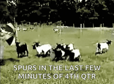 A Bunch Of Sheep Are Running In A Field With The Words Spurs In The Last Few Minutes Of 4Th Qtr GIF