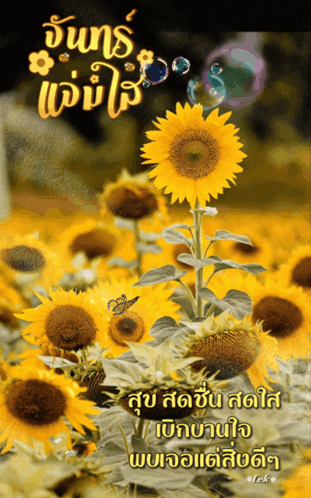 A Bunch Of Sunflowers With Bubbles In The Background And A Butterfly On The Sunflower GIF