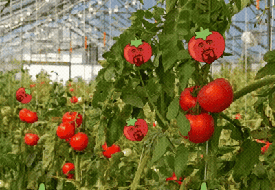A Bunch Of Tomatoes Are Growing On A Vine GIF