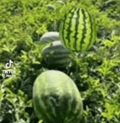 A Bunch Of Watermelons Are Growing In A Field Of Grass . GIF