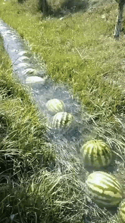 A Bunch Of Watermelons Floating In A Stream Of Water GIF