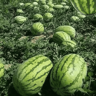 A Bunch Of Watermelons Growing In A Garden GIF
