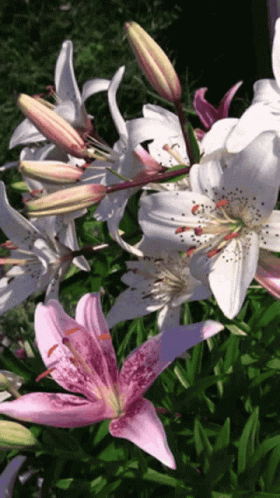 A Bunch Of White And Pink Flowers With Buds GIF