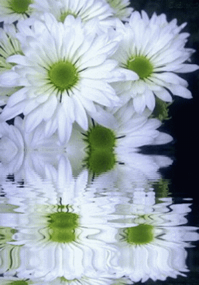 A Bunch Of White Daisies Are Reflected In A Body Of Water GIF