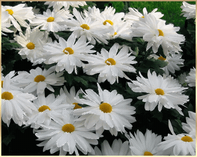 A Bunch Of White Daisies With A Yellow Center In A Garden GIF