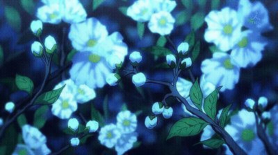 A Bunch Of White Flowers On A Tree Branch GIF