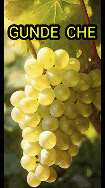 A Bunch Of White Grapes Hanging From A Vine With The Words Gunde Che Above It GIF
