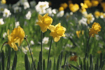 A Bunch Of Yellow And White Flowers In A Field GIF