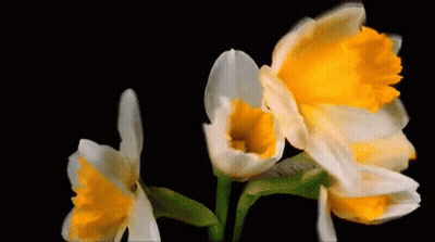 A Bunch Of Yellow And White Flowers On A Black Background GIF
