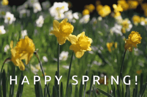 A Bunch Of Yellow And White Flowers With The Words Happy Spring GIF