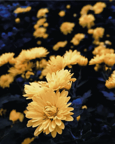 A Bunch Of Yellow Flowers Are Floating In The Water GIF