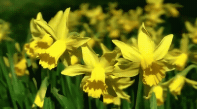 A Bunch Of Yellow Flowers Are Growing In A Field . GIF
