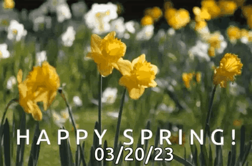 A Bunch Of Yellow Flowers In A Field With The Words Happy Spring Written On The Bottom GIF